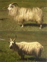 西藏山羊4.jpg